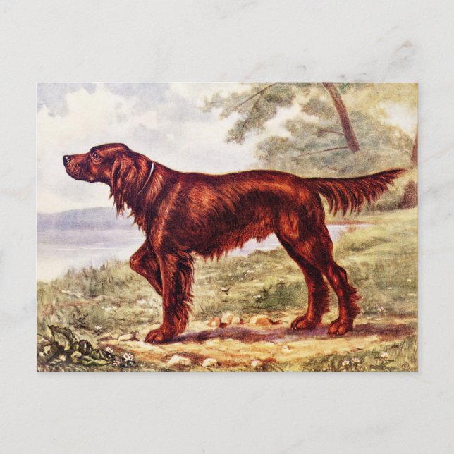 Irish Setter 1900 Illustration of Sporting Dog Postkarte (Vorderseite)
