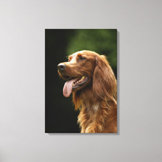Irish Setter 2 Leinwanddruck