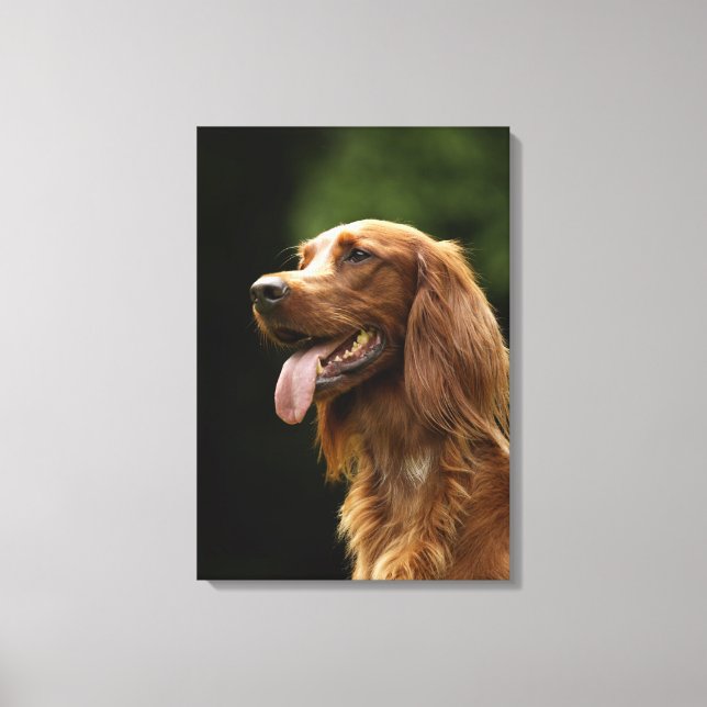 Irish Setter 2 Leinwanddruck (Vorderseite)