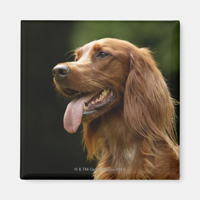 Irish Setter 2 Magnet (Vorne)