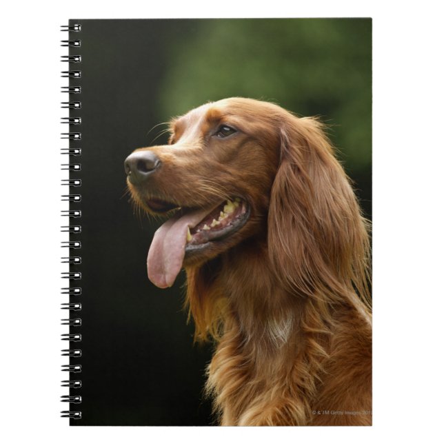 Irish Setter 2 Notizblock (Vorderseite)