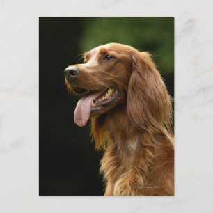 Irish Setter 2 Postkarte