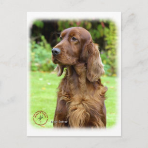 Irish Setter 9T004D-286 Postkarte