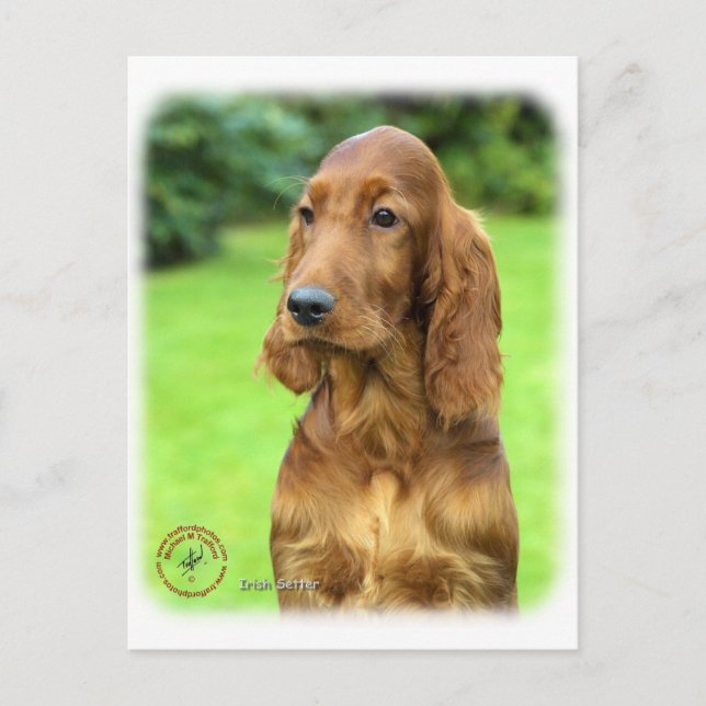 Irish Setter 9T004D-349 Postkarte (Vorderseite)