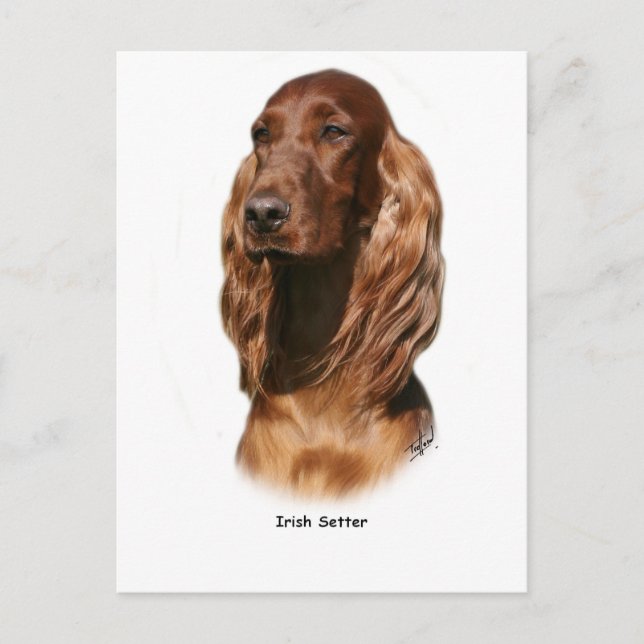 Irish Setter 9Y322D-116 Postkarte (Vorderseite)