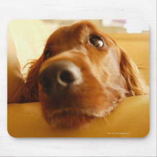 Irish Setter auf Sofa Mousepad