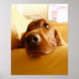 Irish Setter auf Sofa Poster