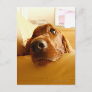 Irish Setter auf Sofa Postkarte