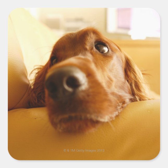 Irish Setter auf Sofa Quadratischer Aufkleber (Vorderseite)