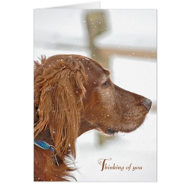 Irish Setter denkt an Sie (Vorne)