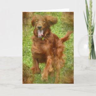 Irish Setter Dog Grußkarte Karte