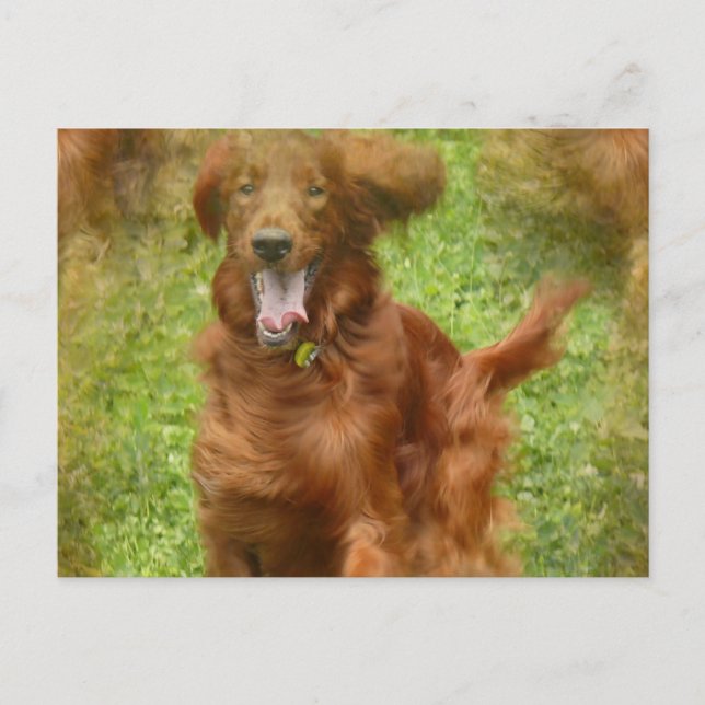Irish Setter Dog Postcard Postkarte (Vorderseite)