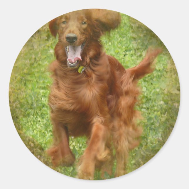 Irish Setter Dog Stickers (Vorderseite)