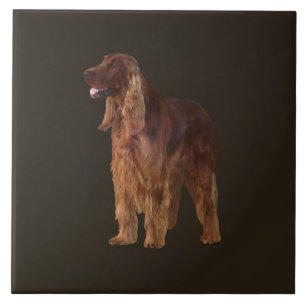 Irish Setter Fliese