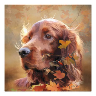 Irish Setter Fotodruck