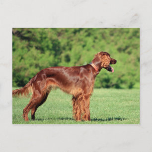 irish-setter-full 2.png postkarte