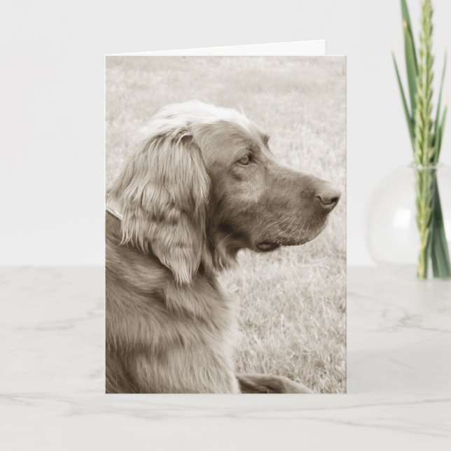 Irish Setter Karte (Vorderseite)