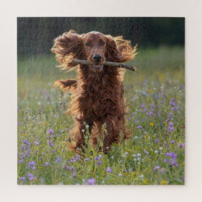 Irish Setter läuft mit einem Stock Puzzle (Vertikal)