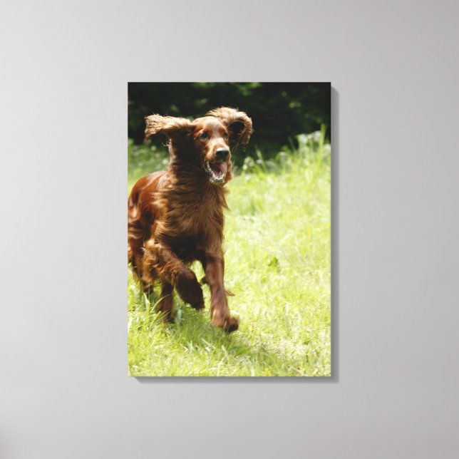 Irish Setter Leinwanddruck (Vorderseite)