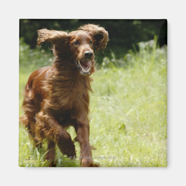 Irish Setter Magnet (Vorne)