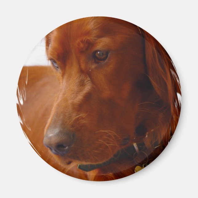 Irish Setter Magnet (Vorne)