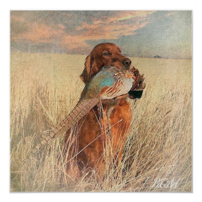 Irish Setter mit Fasan Poster (Vorderseite)