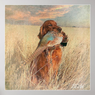 Irish Setter mit Fasan Poster