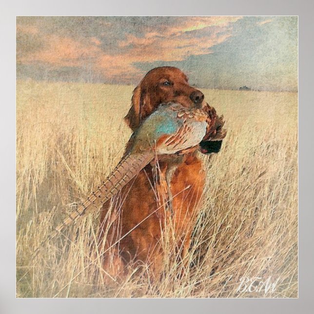 Irish Setter mit Fasan Poster (Vorne)