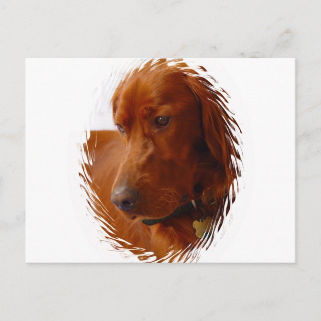 Irish Setter Postcard Postkarte (Vorderseite)