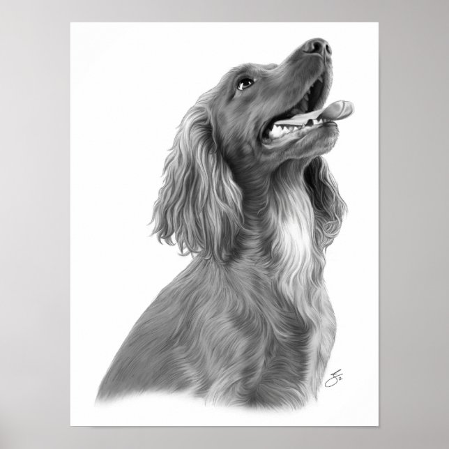 Irish Setter Poster (Vorne)