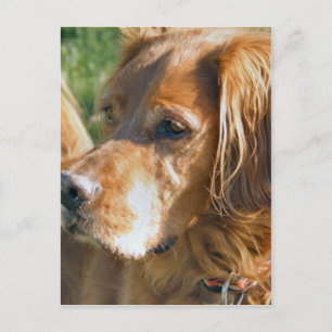 Irish Setter Postkarte