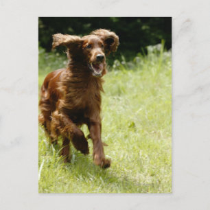 Irish Setter Postkarte