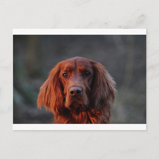 Irish Setter Postkarte (Vorderseite)