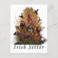 Irish Setter