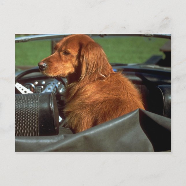 Irish Setter Postkarte (Vorderseite)