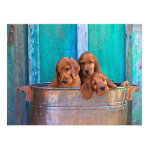 Irish Setter Puppies Fotodruck