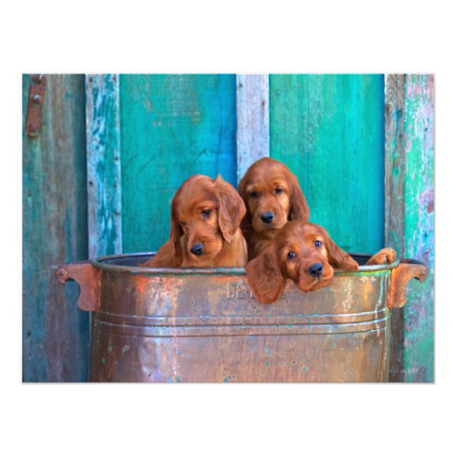 Irish Setter Puppies Fotodruck (Vorne)