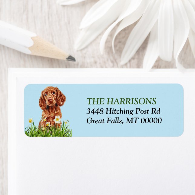 Irish Setter Puppy Daffodil Garden Rücksendeadress (Insitu)