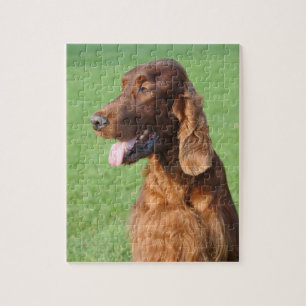 Irish Setter Puzzle