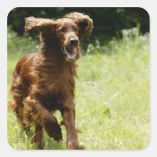 Irish Setter Quadratischer Aufkleber