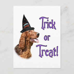 Irish Setter Trick Postkarte