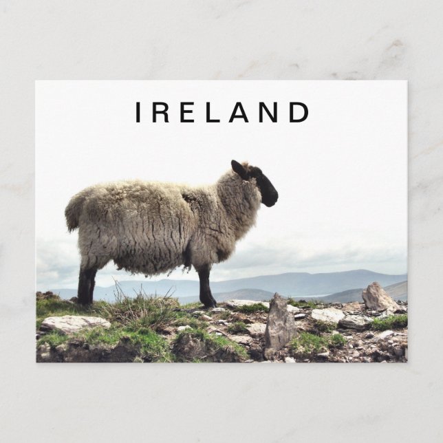Irish Sheep on Rocks Postcard Postkarte (Vorderseite)