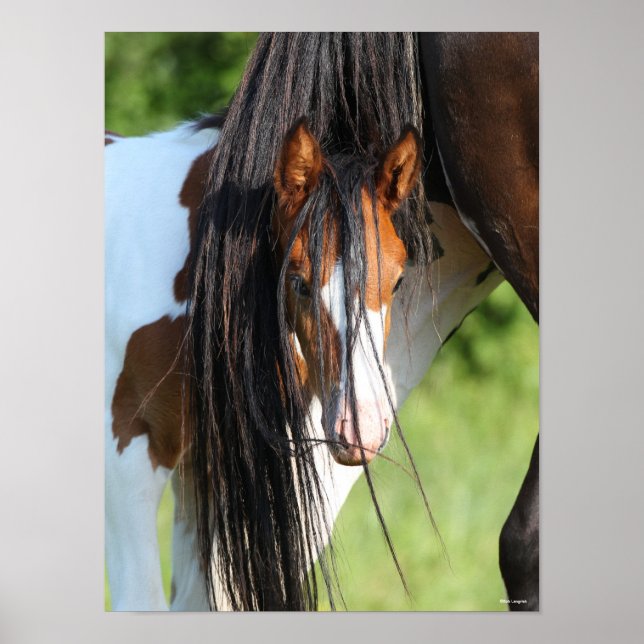 Irish Sport Horse Foal Verstecken unter Schwanz Poster (Vorne)