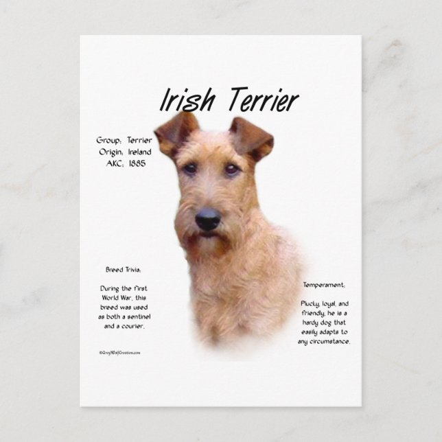 Irish Terrier History Design Postkarte (Vorderseite)