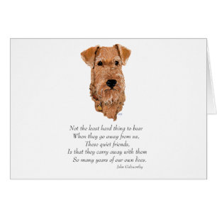 Irish Terrier Regenbogenbrücke