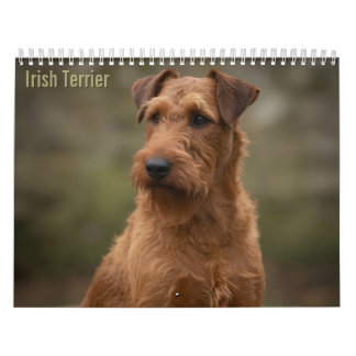 Irish-Terrier-Wandkalender 2027 Kalender