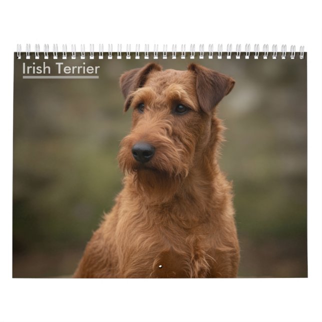 Irish-Terrier-Wandkalender 2027 Kalender (Titelbild)