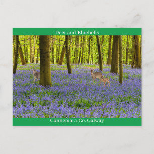 Irish Wildlife Postkarte