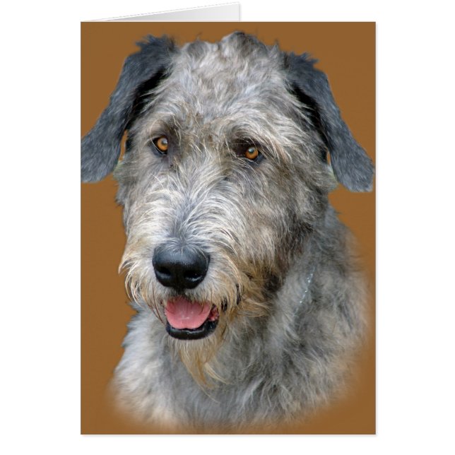 Irish Wolfhound Portrait (Vorne)