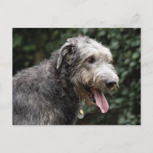 Irish Wolfhound Postkarte